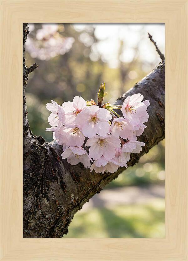 Cherry Blossoms In Bloom