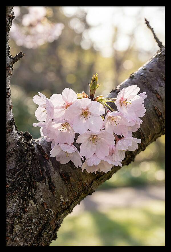 Cherry Blossoms In Bloom