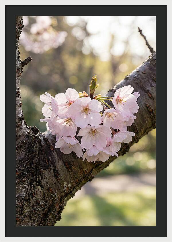 Cherry Blossoms In Bloom