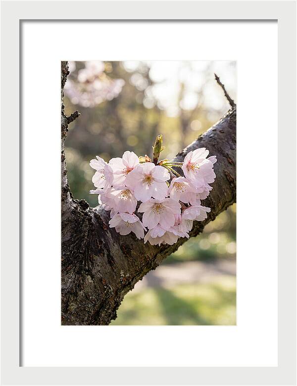 Cherry Blossoms In Bloom