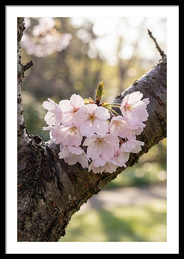 Cherry Blossoms In Bloom