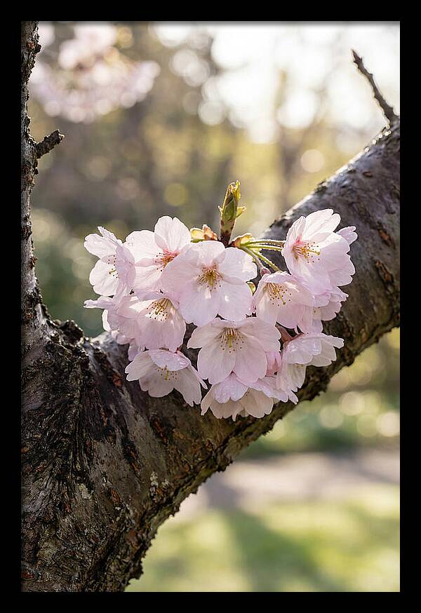 Cherry Blossoms In Bloom