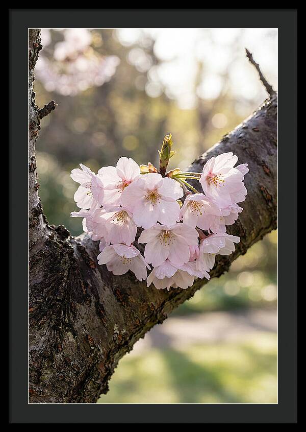 Cherry Blossoms In Bloom