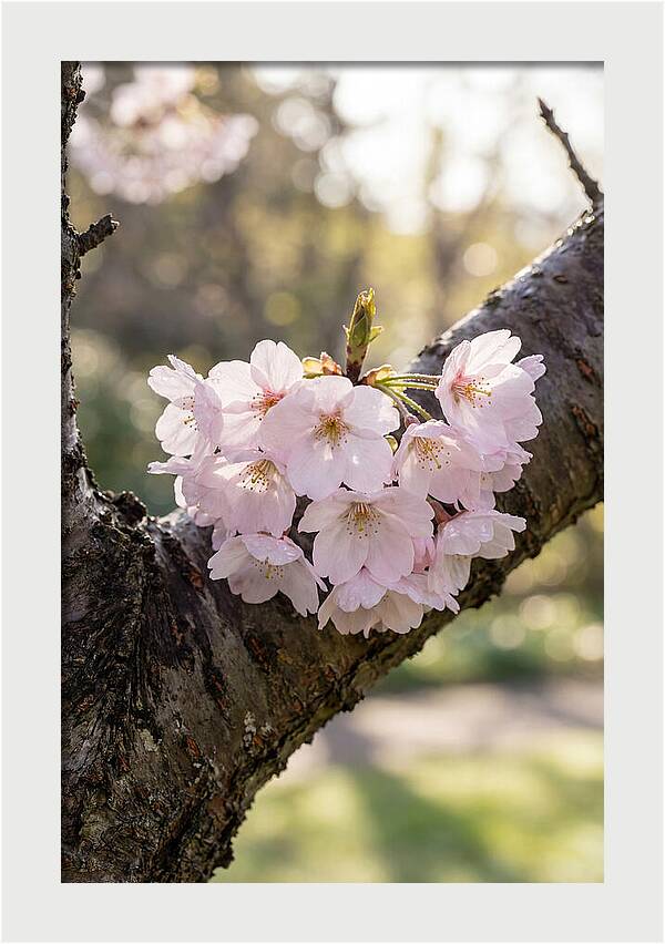 Cherry Blossoms In Bloom