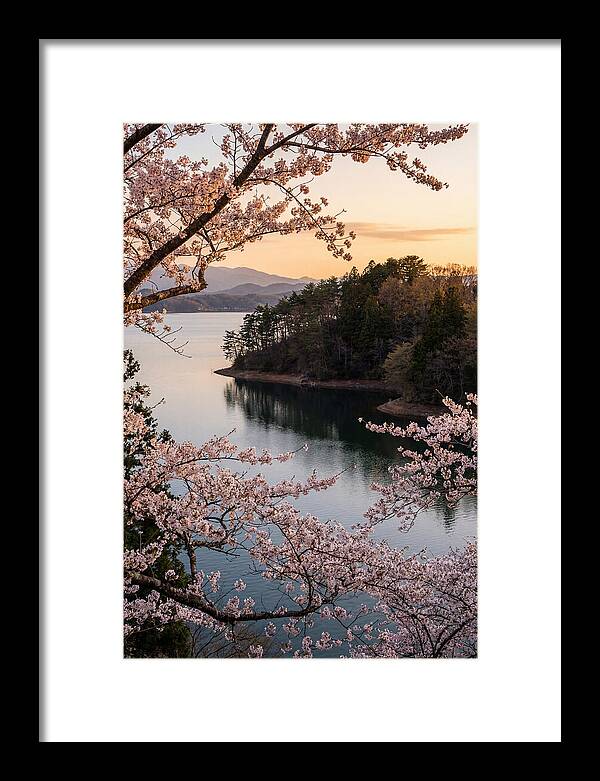 Cherry Blossoms Over Tranquil Waters