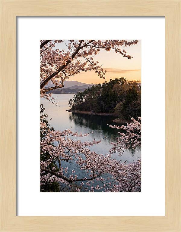 Cherry Blossoms Over Tranquil Waters