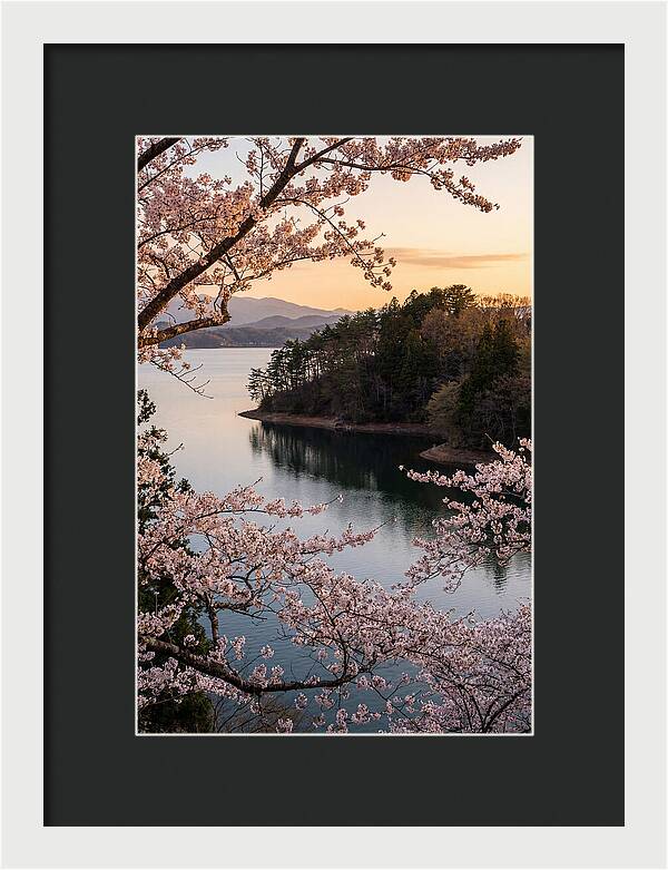 Cherry Blossoms Over Tranquil Waters