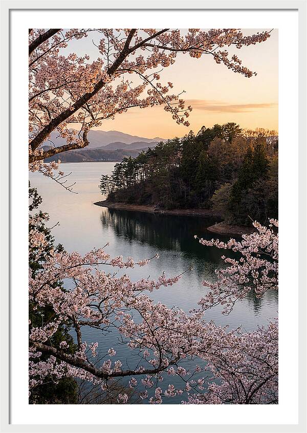 Cherry Blossoms Over Tranquil Waters