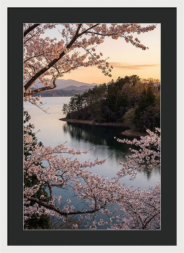 Cherry Blossoms Over Tranquil Waters