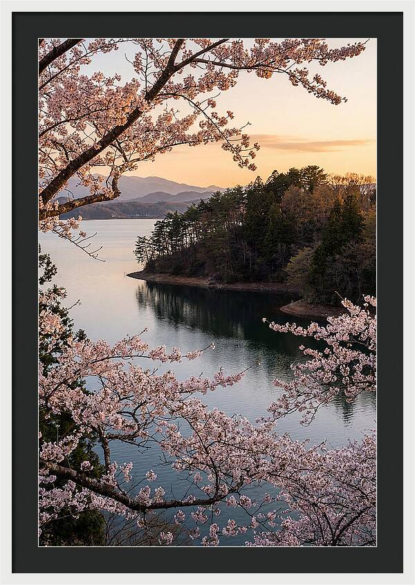 Cherry Blossoms Over Tranquil Waters