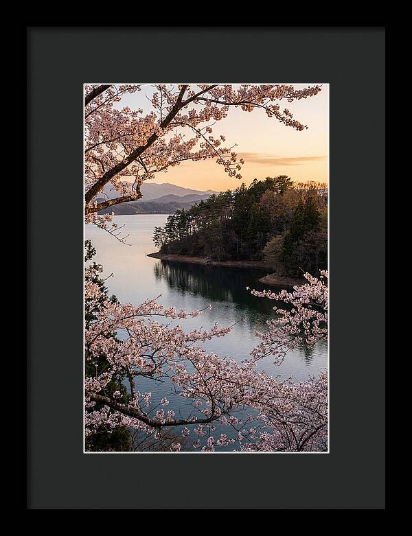 Cherry Blossoms Over Tranquil Waters