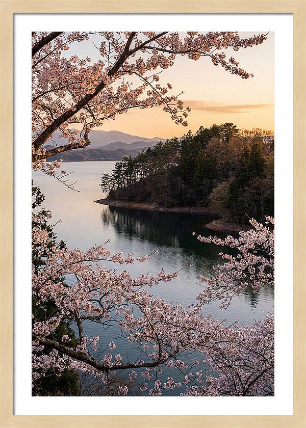 Cherry Blossoms Over Tranquil Waters