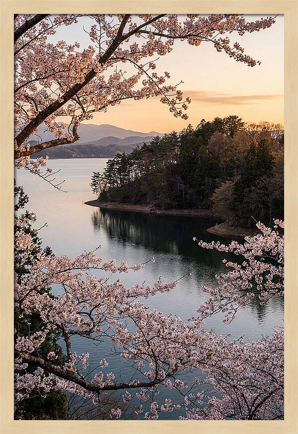 Cherry Blossoms Over Tranquil Waters
