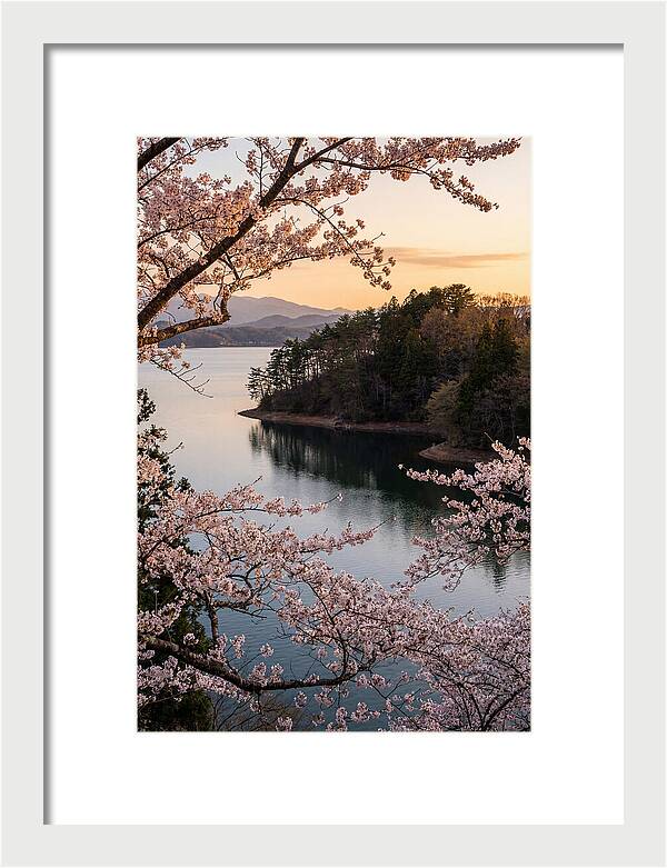 Cherry Blossoms Over Tranquil Waters