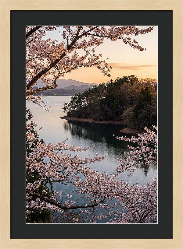 Cherry Blossoms Over Tranquil Waters