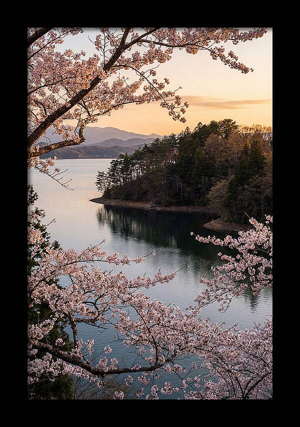 Cherry Blossoms Over Tranquil Waters