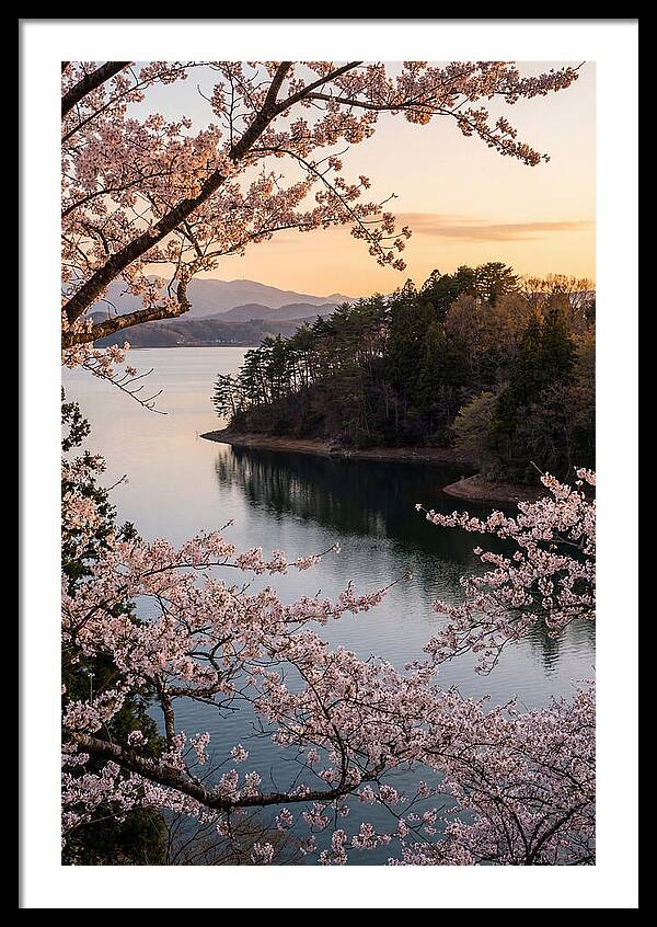 Cherry Blossoms Over Tranquil Waters