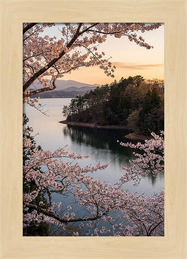Cherry Blossoms Over Tranquil Waters