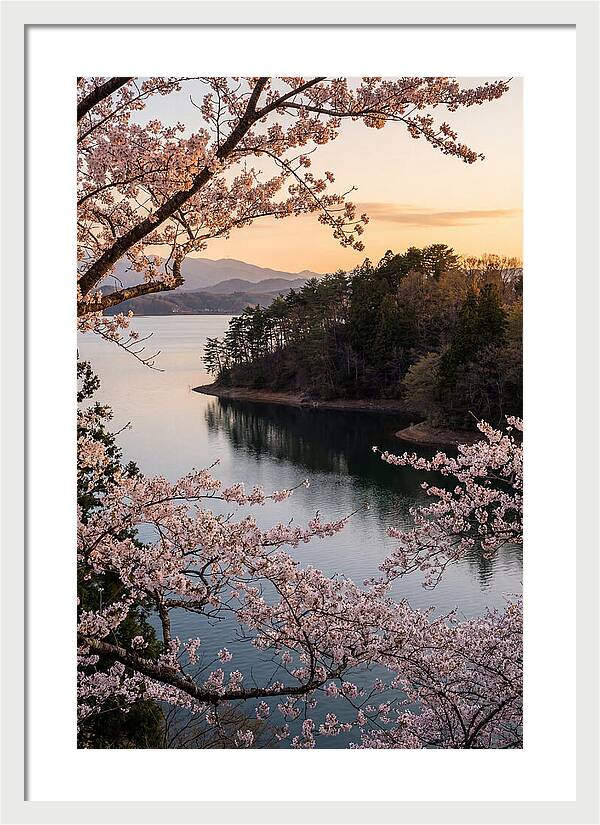 Cherry Blossoms Over Tranquil Waters