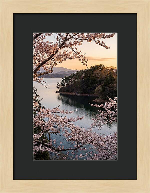 Cherry Blossoms Over Tranquil Waters