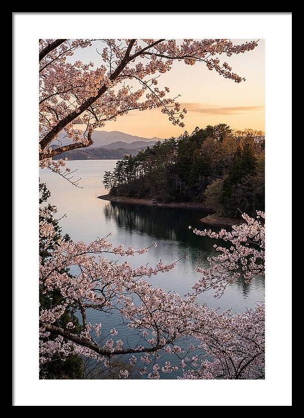 Cherry Blossoms Over Tranquil Waters