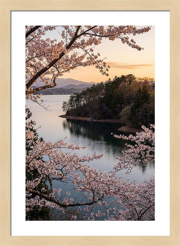Cherry Blossoms Over Tranquil Waters
