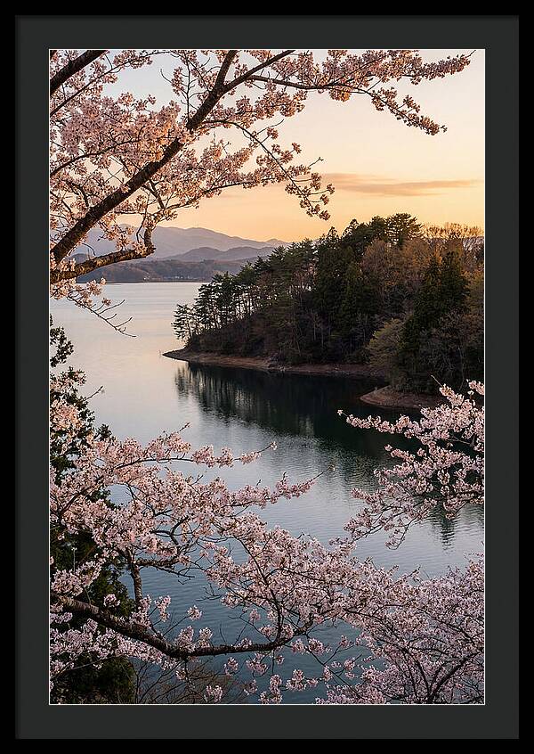 Cherry Blossoms Over Tranquil Waters