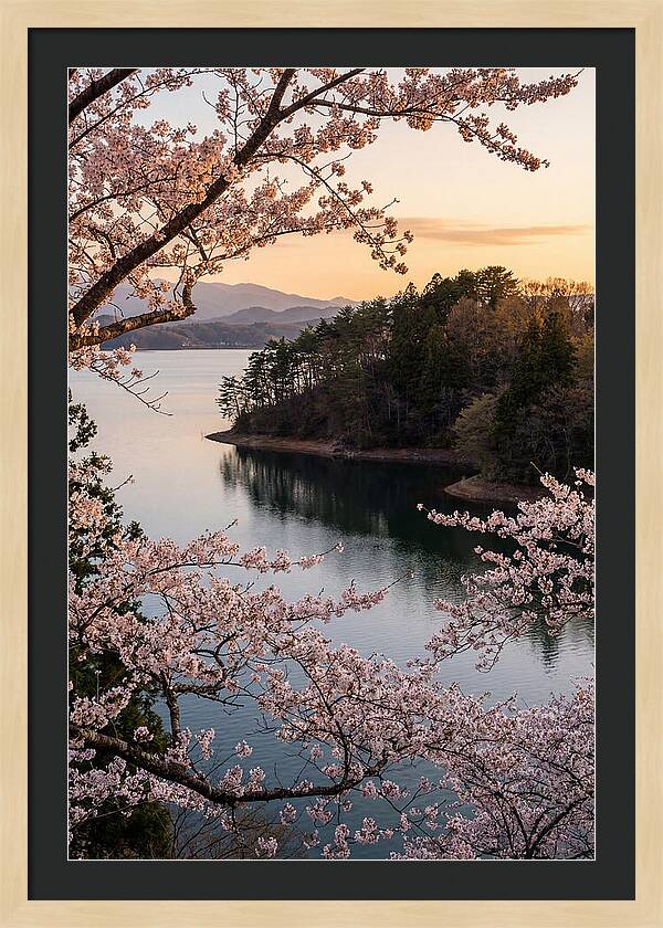 Cherry Blossoms Over Tranquil Waters