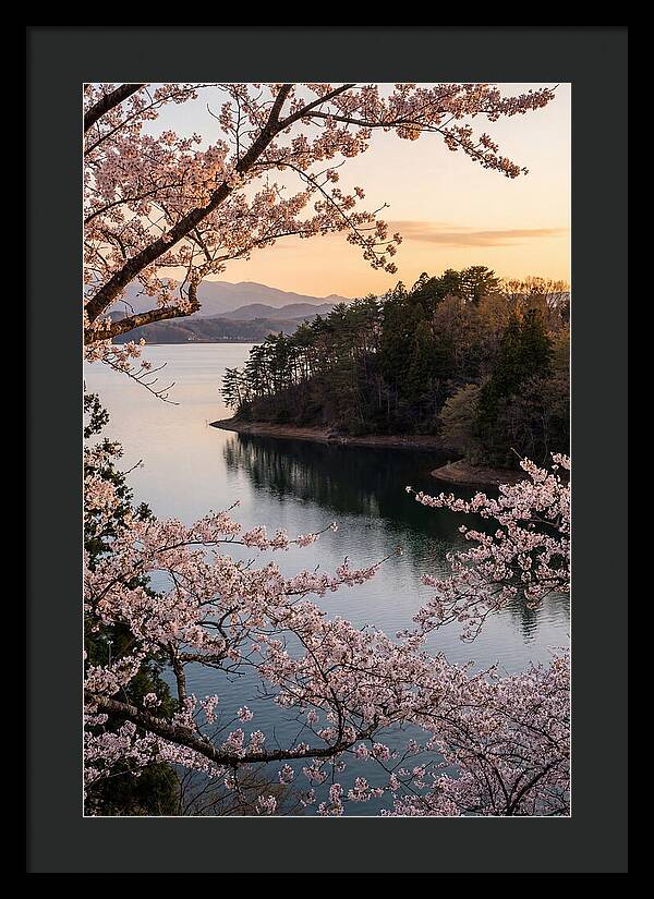 Cherry Blossoms Over Tranquil Waters