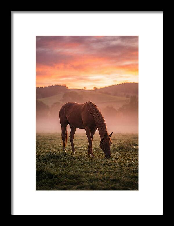 Chestnut Thoroughbred In Misty Pasture