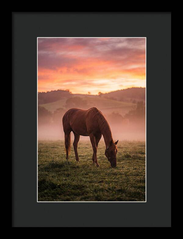 Chestnut Thoroughbred In Misty Pasture