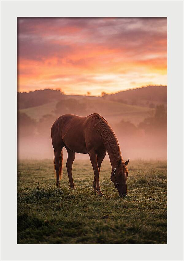 Chestnut Thoroughbred In Misty Pasture