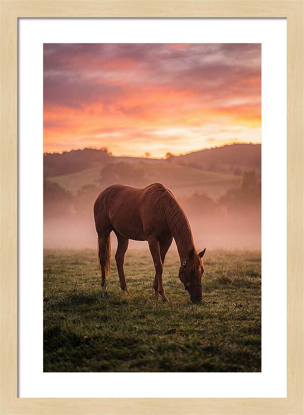 Chestnut Thoroughbred In Misty Pasture