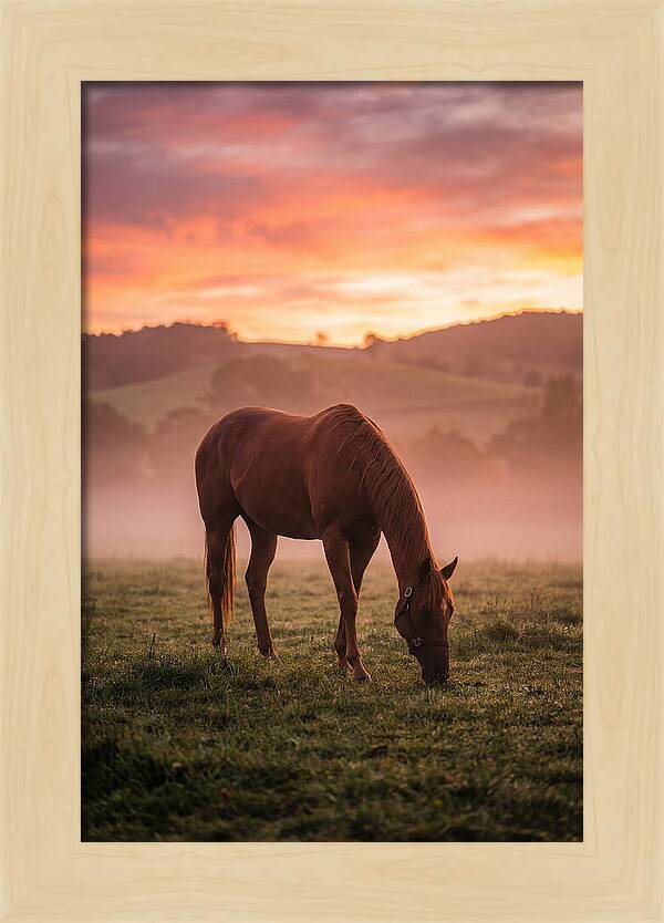 Chestnut Thoroughbred In Misty Pasture