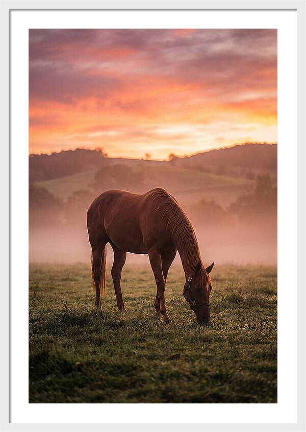 Chestnut Thoroughbred In Misty Pasture