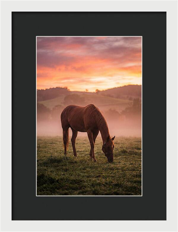 Chestnut Thoroughbred In Misty Pasture