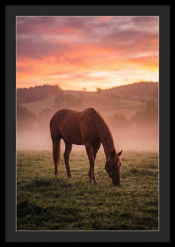 Chestnut Thoroughbred In Misty Pasture