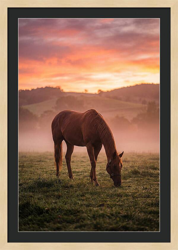 Chestnut Thoroughbred In Misty Pasture