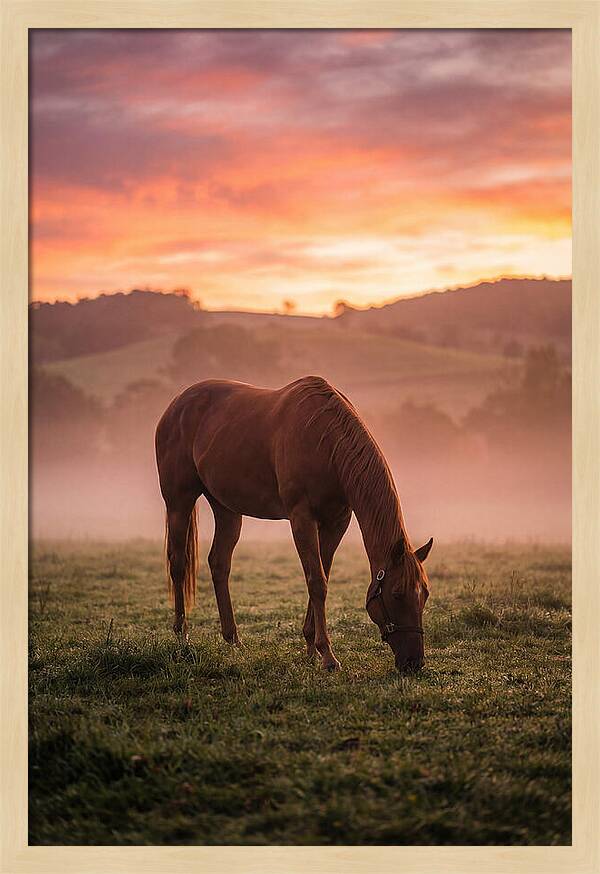 Chestnut Thoroughbred In Misty Pasture