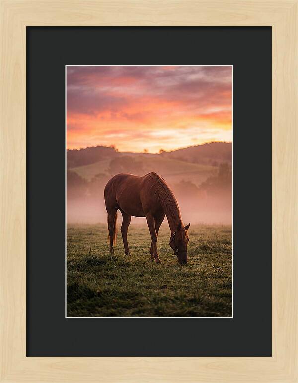 Chestnut Thoroughbred In Misty Pasture