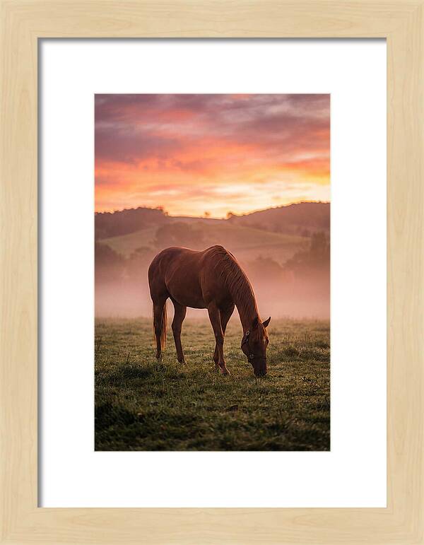 Chestnut Thoroughbred In Misty Pasture