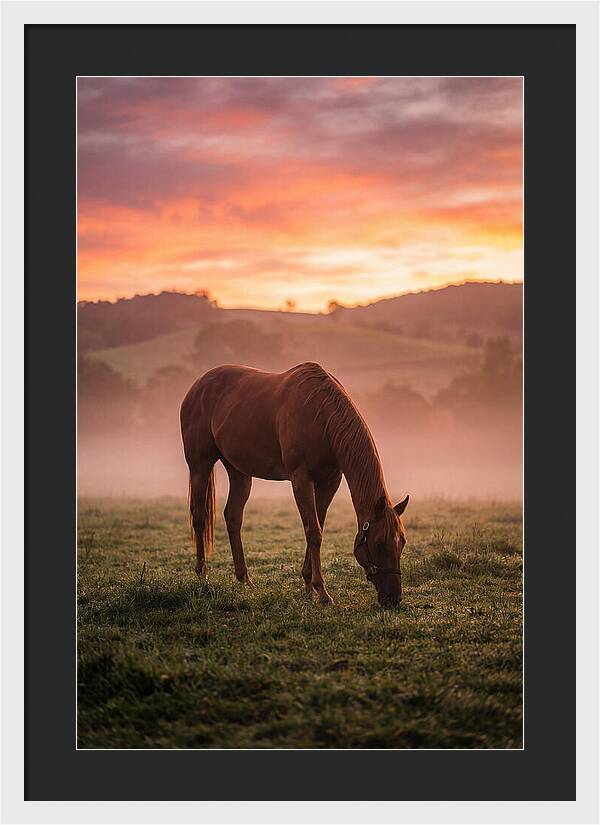 Chestnut Thoroughbred In Misty Pasture