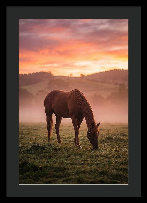 Chestnut Thoroughbred In Misty Pasture