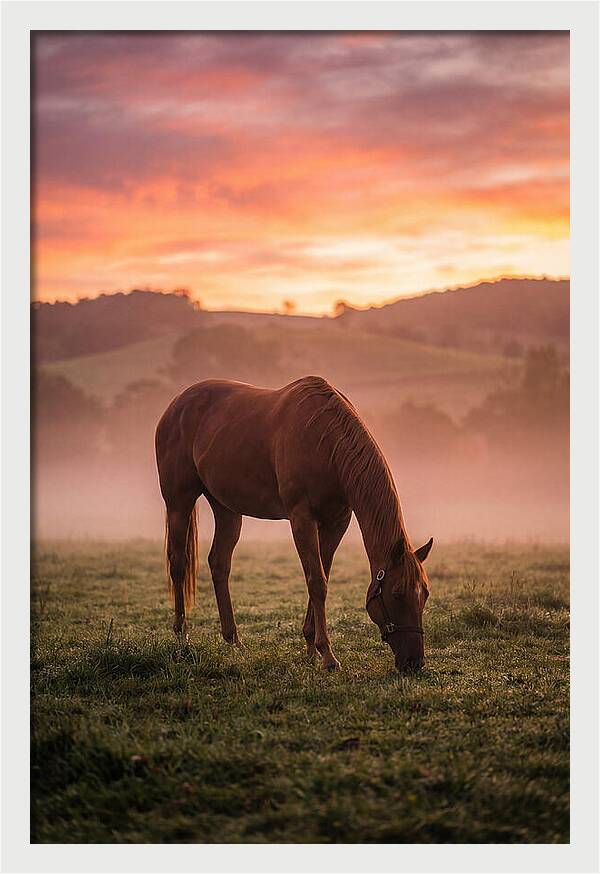 Chestnut Thoroughbred In Misty Pasture
