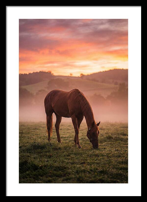 Chestnut Thoroughbred In Misty Pasture