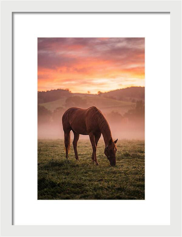 Chestnut Thoroughbred In Misty Pasture