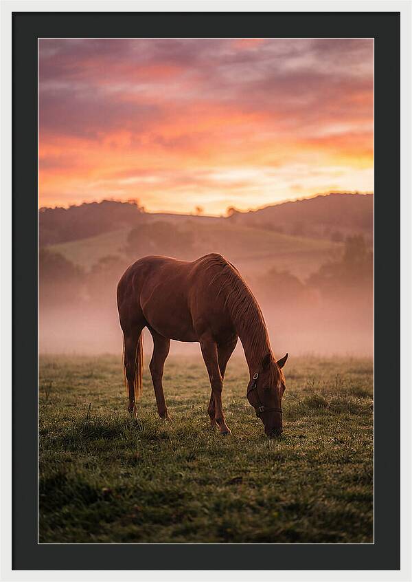 Chestnut Thoroughbred In Misty Pasture