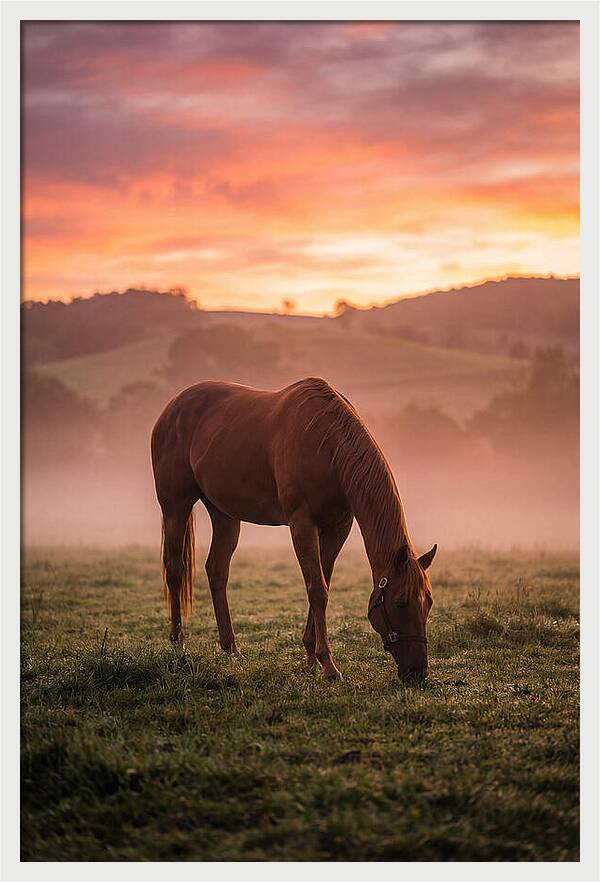 Chestnut Thoroughbred In Misty Pasture