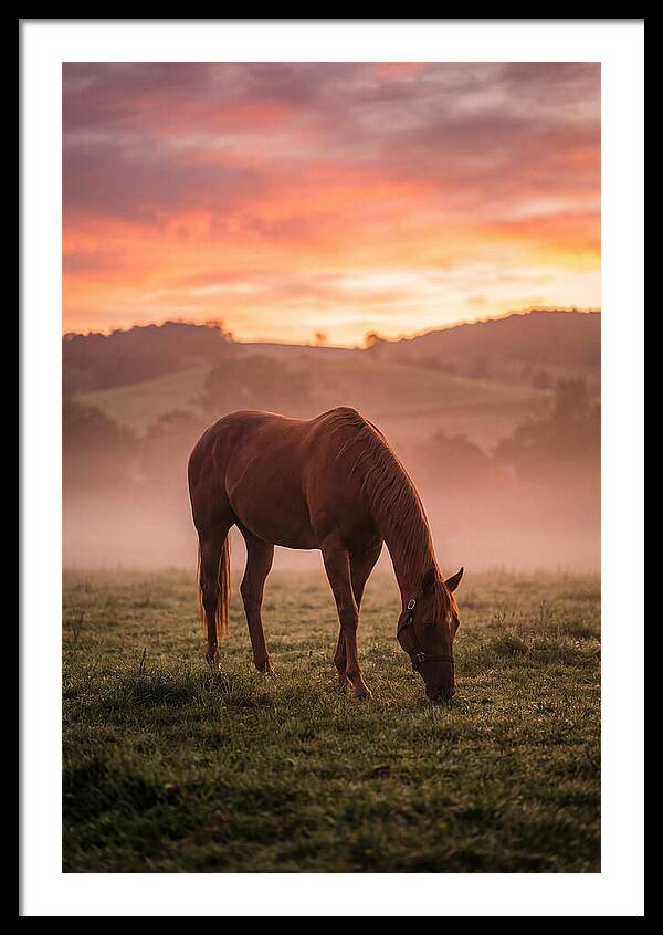 Chestnut Thoroughbred In Misty Pasture