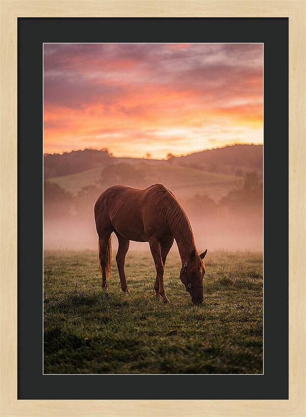 Chestnut Thoroughbred In Misty Pasture